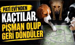 Pati Evi’nden kaçtılar, pişman olup geri döndüler
