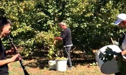 Fındık sezonunu davul ve zurnayla açtılar