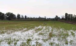 Iğdır’da leyleklerin böcek avı kamerada