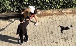 Ağızlıksız gezdirilen Pitbull kediyi parçaladı: Sahibi 'polisi aramayın' diye yalvardı