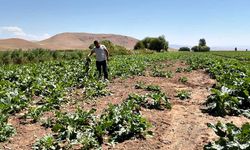 Ayılar ve domuz sürüleri çiftçinin emeğini talan etti
