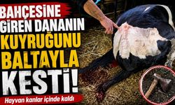 Bahçesine giren dananın kuyruğunu baltayla kesti