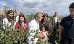 Bakan Göktaş Düzce’de yaban mersini topladı
