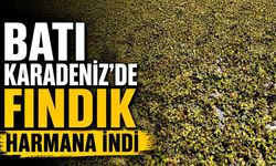Batı Karadeniz'de fındık harmana indi