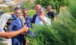 Bayburt’ta tarhun hasadı başladı