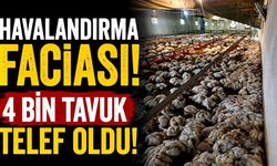 Bolu'da kümesin havalandırması devre dışı kalınca 4 bin tavuk telef oldu
