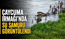 Çaycuma Irmağı'nda su samuru görüntülendi