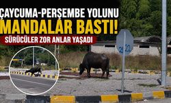 Çaycuma-Perşembe yolunu mandalar bastı! Sürücüler zor anlar yaşadı