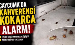 Çaycuma’da kahverengi kokarca alarmı