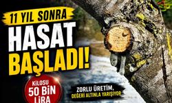 11 yıllık emeğin karşılığı alınıyor: Kilosu 50 bin lira