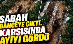 Sabah bahçeye çıktı, karşısında ayıyı gördü