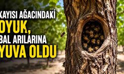 Kayısı ağacındaki oyuk, bal arılarına yuva oldu