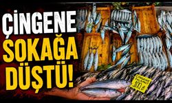 Çingene sokağa düştü