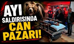 Ayının saldırdığı çobanı köpekleri kurtardı