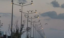 Çorlu'da ilginç manzara: Direkler, ağaçlar ve tarlalar leyleklerle doldu