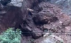 Dağ keçisi metrelerce yüksekten atladı: o anlar kamerada