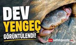Yüksekova’da dev yengeç görüntülendi