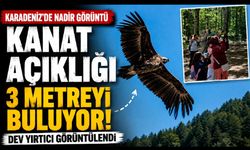 Kanat açıklığı 3 metreyi buluyor: Kocaeli'de dev yırtıcı görüntülendi