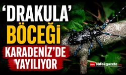'Drakula' böceği Karadeniz'de yayılıyor