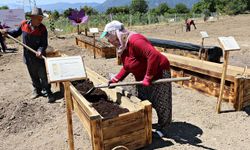 "Dünyanın en pahalı baharatı" köstebeklerden korunacak