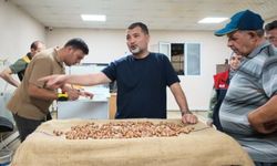 Fındık alımı başladı, araçlar kapı önünde kuyruk oldu