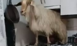 Eve kaçan keçiyi yakalayamadı..."Keçiyi polise ihbar edeceğim" diye tehdit etti