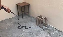 Evin bahçesine giren yılan itfaiyeyi harekete geçirdi
