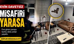 Evin davetsiz misafiri yarasa oldu