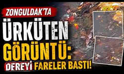 Zonguldak’ta ürküten görüntü: Dereyi fareler bastı!