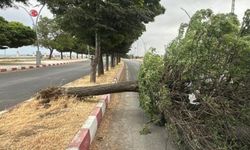 Erciş’te fırtına ağaçları kökünden söktü