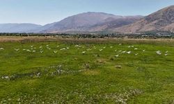Göç yolundaki leylekler havadan görüntülendi