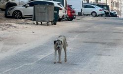Halfeti’de sahipsiz köpeğin saldırdığı çocuk yaralandı