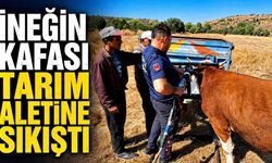 İneğin kafası tarım aletine sıkıştı