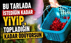 Bu tarlada istediğin kadar yiyip, topladığın kadar ödüyorsun