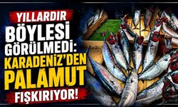 Yıllardır böylesi görülmedi: Karadeniz'den palamut fışkırıyor