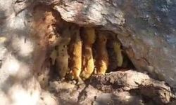 Elazığ'da kaya oyuğunda doğal bal