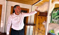 Kedileri 27 ülkede 7 gün 24 saat canlı izlenebiliyor