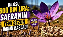 Kilosu 600 bin lira: Safranın yeni sezon dikimi başladı