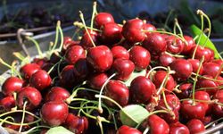 Stokların azlığı ve yüksek aroma tercihi Sultandağı vişnesini değerli yaptı