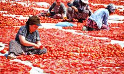 "Kırmızı Altın" mesaisi