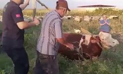 Kuyuya düşen ineği itfaiye kurtardı, sahibi ekiplere sarılıp gözyaşı döktü