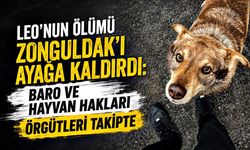 Leo’nun Ölümü Zonguldak'ı ayağa kaldırdı: Baro ve Hayvan Hakları örgütleri takipte
