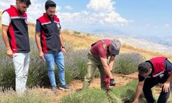 Kemah’ta mor bereket: Lavanta hasadı başladı