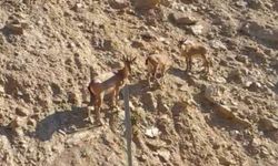 Tunceli’de nesli tükenme tehlikesi altında olan dağ keçileri görüntülendi