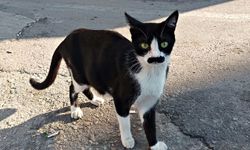 "Pala bıyıklı kedi" görenlerin dikkatini çekiyor