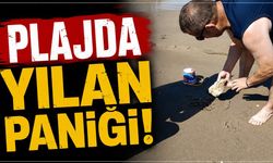 Plajda görülen yılan vatandaşlara panik yaşattı