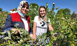 Yaban mersini üretimi yaygınlaşıyor