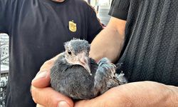 Yaralı kuşa esnaf şefkati