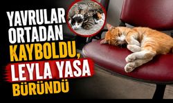 Leyla yataklara düştü