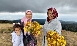 Zirvede şifa mesaisi: Hacet Bayramı'nda sarı kantaron topladılar